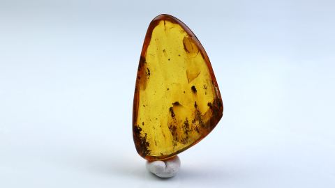 Große Fliege mit Schwellung als Einschluss im Baltischen Bernstein 