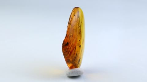 Fliege als Einschluss