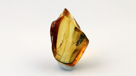 Langbeinfliege im Baltischen Bernstein