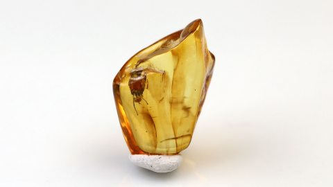 Große Langbeinfliege als Inkluse