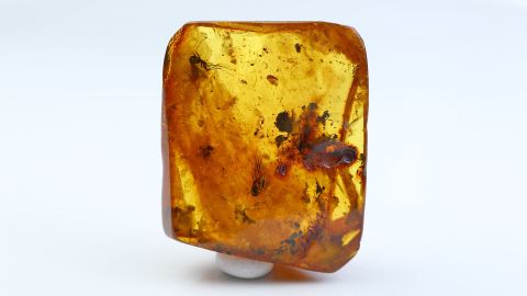 Ästchen im Bernstein