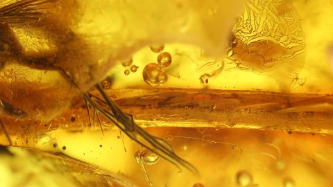 Ast als Einschlüsse im Bernstein