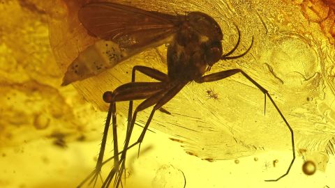 Mücken als Einschlüsse im Bernstein