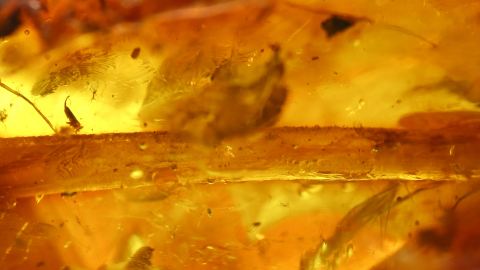 Ast als Einschlüsse im Baltischen Bernstein