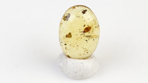 Große Milbe als Inkluse im Burma Bernstein