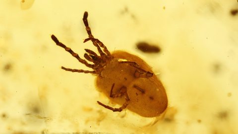 Milbe als Einschluss im Burma Bernstein