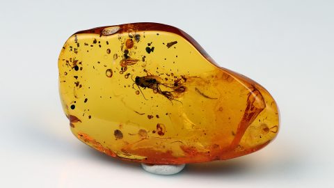  Einschlüsse im Baltischen Bernstein