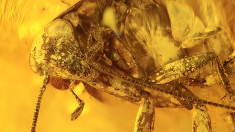 Große Schabe (Blattodea) als Inkluse