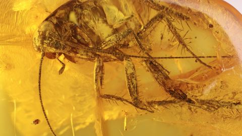 Schabe mit Fühlern als Einschluss im Baltischen Bernstein