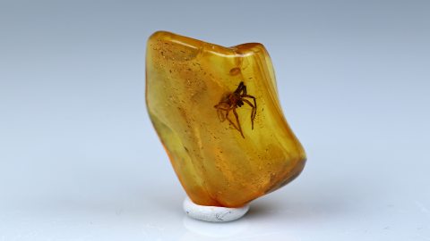 Spinne als Einschluss im Bernstein