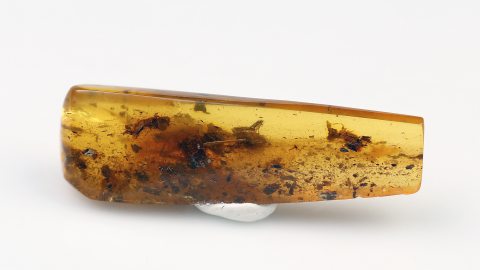 Spinne als Einschluss im Bernstein