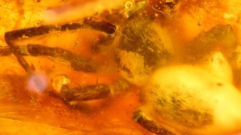 Spinne als Einschluss im Baltischen Bernstein