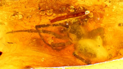 Große Spinne im Bernstein