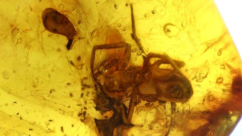 Große Spinne im Bernstein