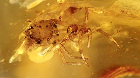 Kokon und große Spinne im Baltischen Bernstein