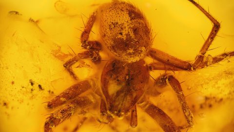 Spinnen im Baltischen Bernstein