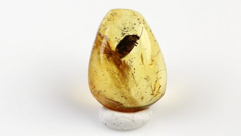 Käfer im Baltischen Bernstein