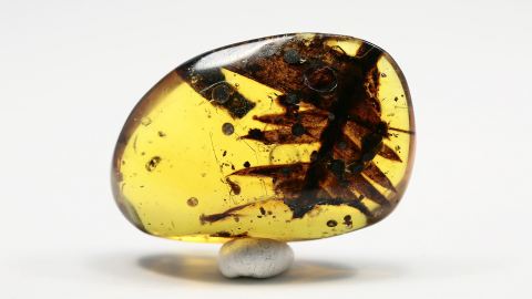 Blatt als Einschluss im Bernstein