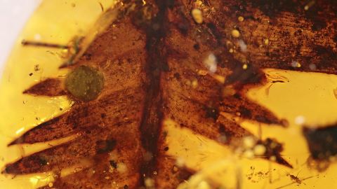 Großes Blatt (2 x 1,5 cm) als Einschluss im Burma Bernstein
