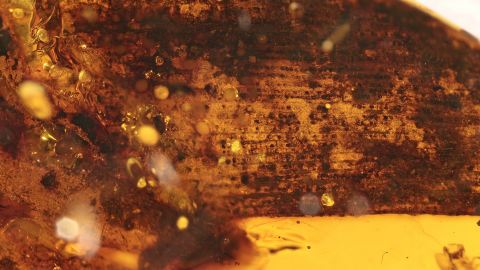 Großes Blatt als Einschluss im Bernstein