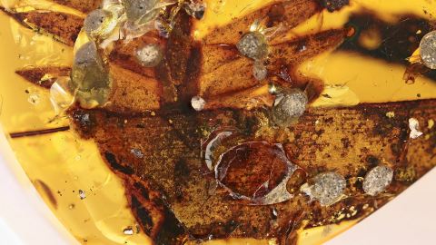 Blatt (2 x 1,5 cm) als Einschluss im Bernstein