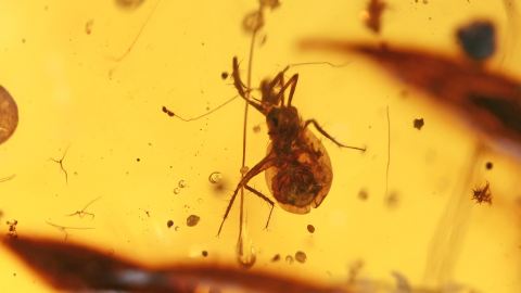 Wanze als Einschluss im Burma Bernstein