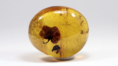 Einschlüsse in einem Dominikanischen Bernstein