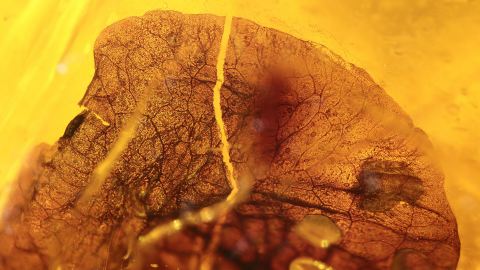 Hymenea Blatt im Dominikanischen Bernstein