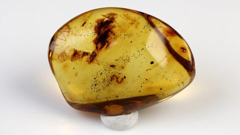 Chilopoda als Inkluse