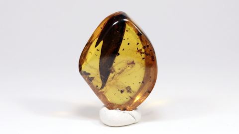 Inklusen im Dominikanischen Bernstein