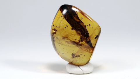 Einschlüsse in einem Dominikanischen Bernstein