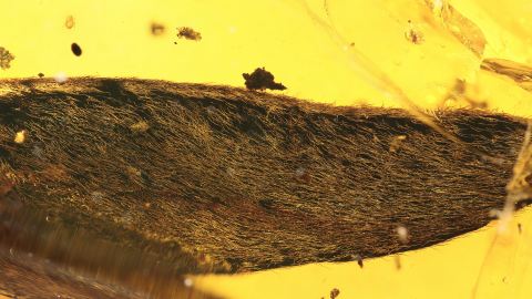 Hymenea Blatt im Bernstein