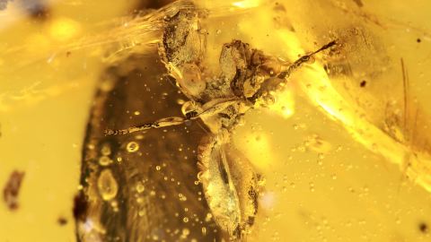Ameise Zacryptocerus als Einschluss im Bernstein