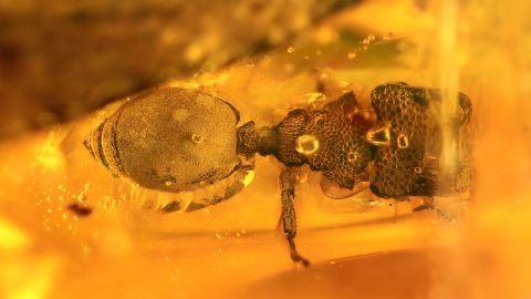 Ameise Zacryptocerus als Inkluse im Bernstein
