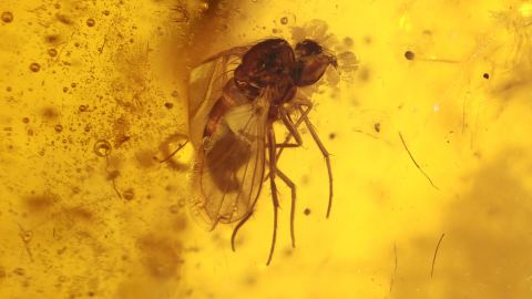 Bernstein mit Fliege