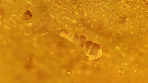 Winzige Häutungsreste als Bernstein Einschlüsse