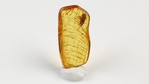 Insektenflügel im Baltischen Bernstein