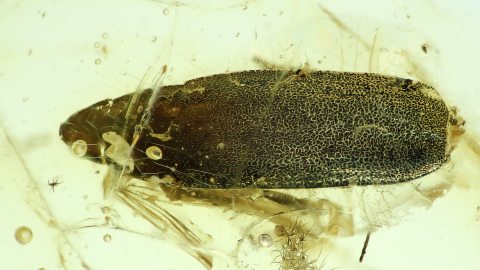 Insektenflügel oder Samenhülse als Einschluss im Baltischen Bernstein
