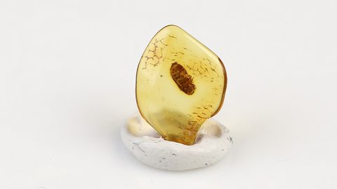 Käfer im Baltischen Bernstein