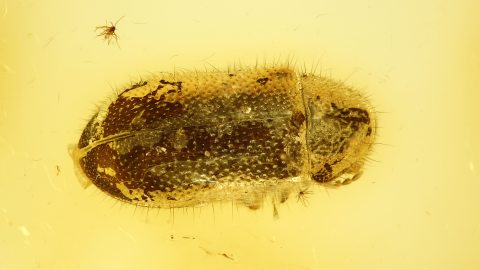 Käfer als Inkluse im Baltischen Bernstein