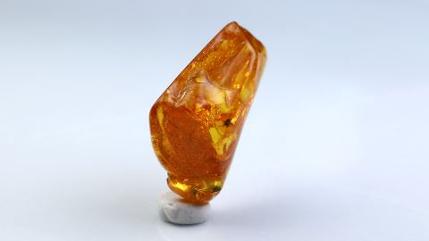 Käfer als Einschluss im Baltischen Bernstein