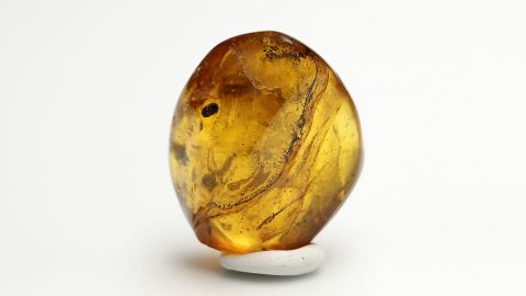 Käfer im Bernstein als Einschluss