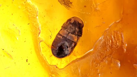 kleiner Käfer als Bernstein Einschluss