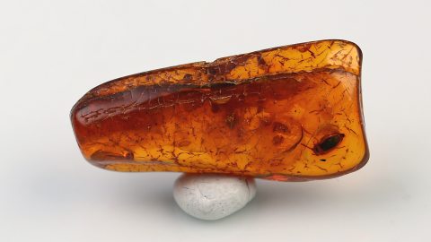 Käfer im Bernstein