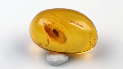 Kleiner Käfer als Inkluse im Bernstein