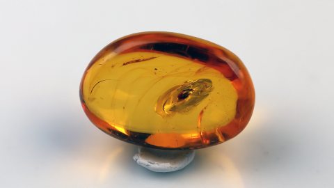 Käfer als Einschluss im Bernstein