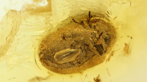 Käfer als Inkluse im Baltischen Bernstein