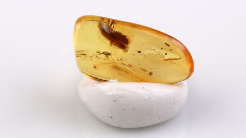 Käfer im Bernstein