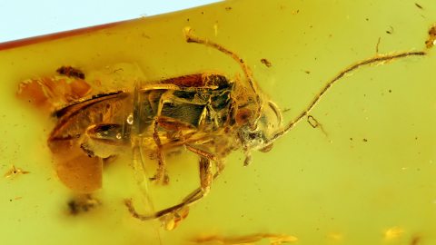 Käfer als Einschluss im Baltischen Bernstein