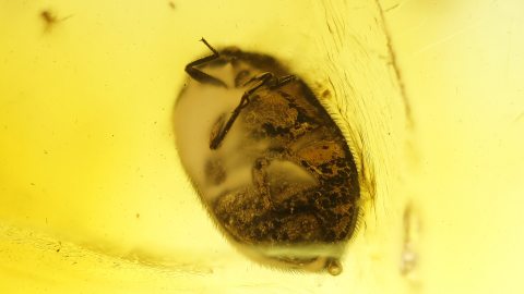 Käfer sowie weitere Einschlüsse im Baltischen Bernstein